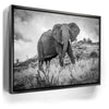 Featured image 5 for The Elephant Natasha
