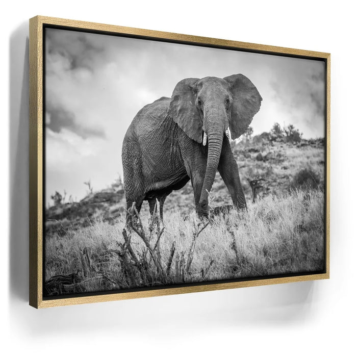 Featured image 7 for The Elephant Natasha