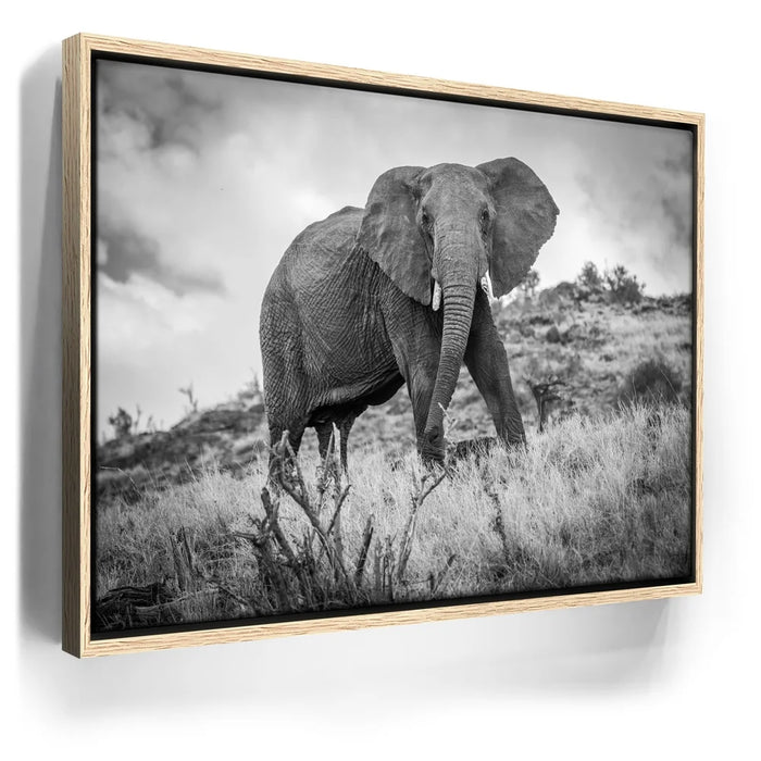 Featured image 9 for The Elephant Natasha