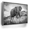 Featured image 8 for The Elephant Natasha