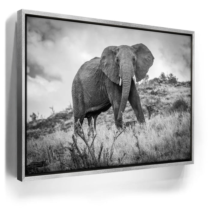 Featured image 8 for The Elephant Natasha