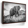 Featured image 10 for The Elephant Natasha