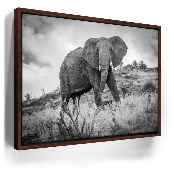 Featured image 10 for The Elephant Natasha