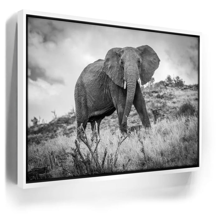 Featured image 6 for The Elephant Natasha