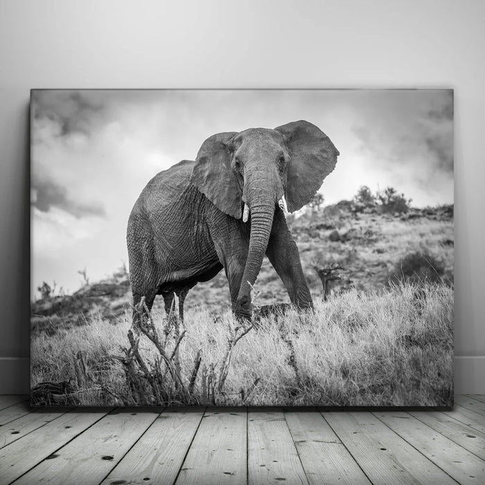 Featured image 1 for The Elephant Natasha