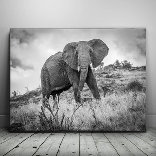 The Elephant Natasha
