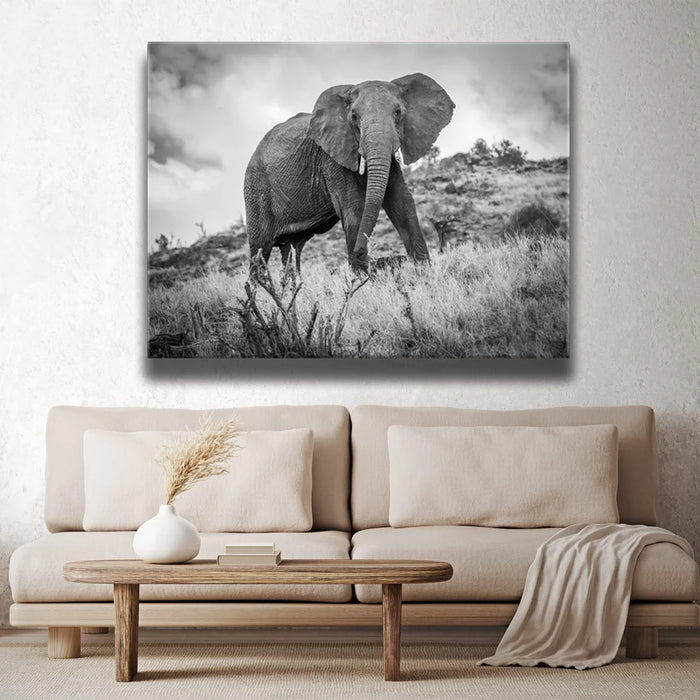 Featured image 2 for The Elephant Natasha