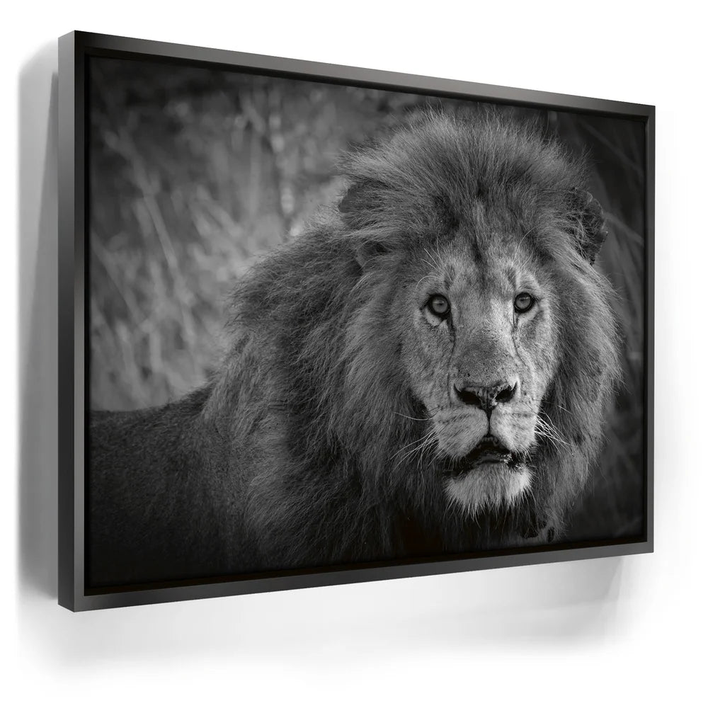 Featured image 5 for The Mane Event
