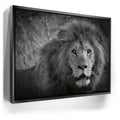 Featured image 5 for The Mane Event