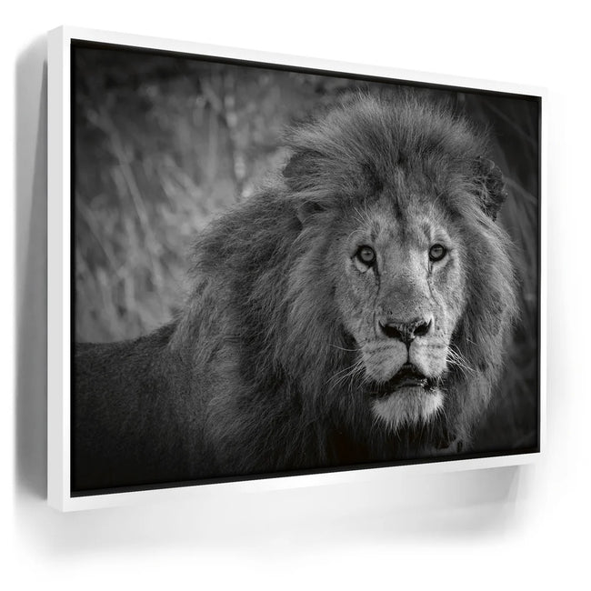 Featured image 6 for The Mane Event