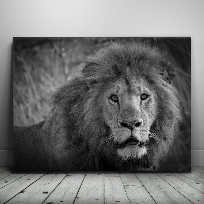 Featured image 1 for The Mane Event