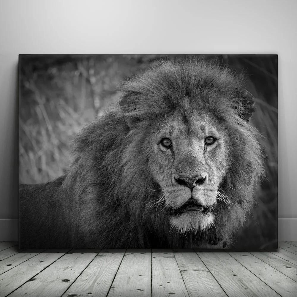 Featured image 1 for The Mane Event