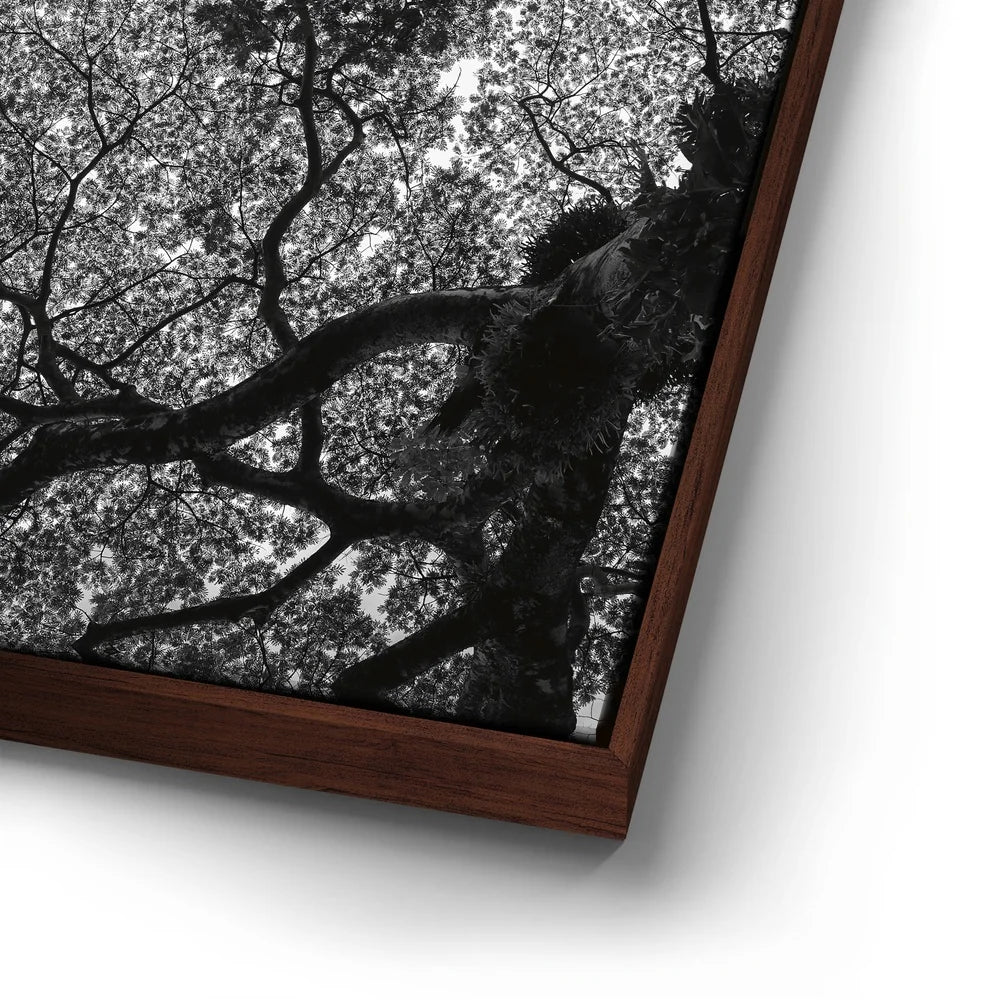 Featured image 14 for The Puzzle Tree - Oahu, HI