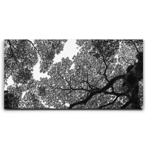 The Puzzle Tree - Oahu, HI