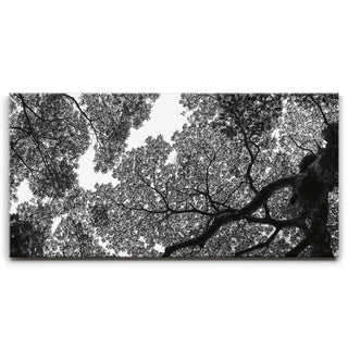 The Puzzle Tree - Oahu, HI