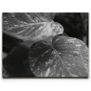 The Soft Nature - Maui, Hawaii