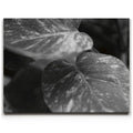 Featured image 1 for The Soft Nature - Maui, Hawaii
