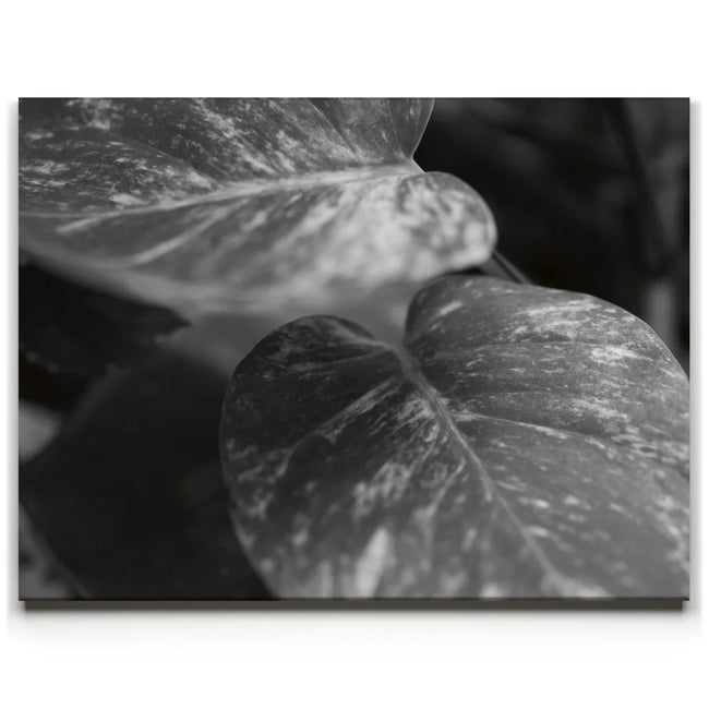 Featured image 1 for The Soft Nature - Maui, Hawaii