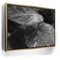 Featured image 7 for The Soft Nature - Maui, Hawaii