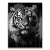 Featured image 1 for Tiger Splash - Black and White