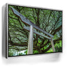 Featured image 8 for Torri Gate Beneath Heavenly Tree