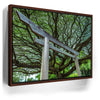 Featured image 10 for Torri Gate Beneath Heavenly Tree
