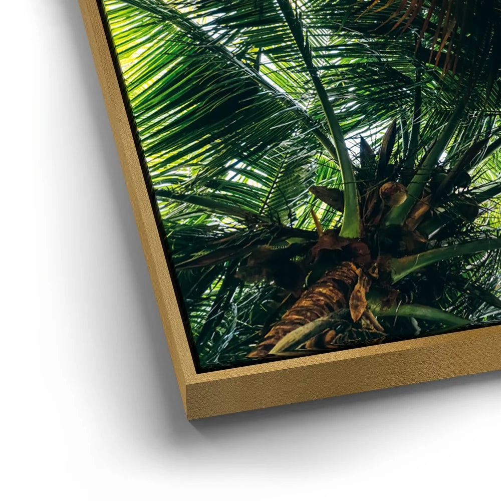 Featured image 12 for Tropical Grove