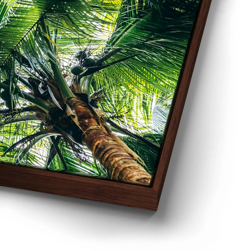 Featured image 14 for Tropical Grove