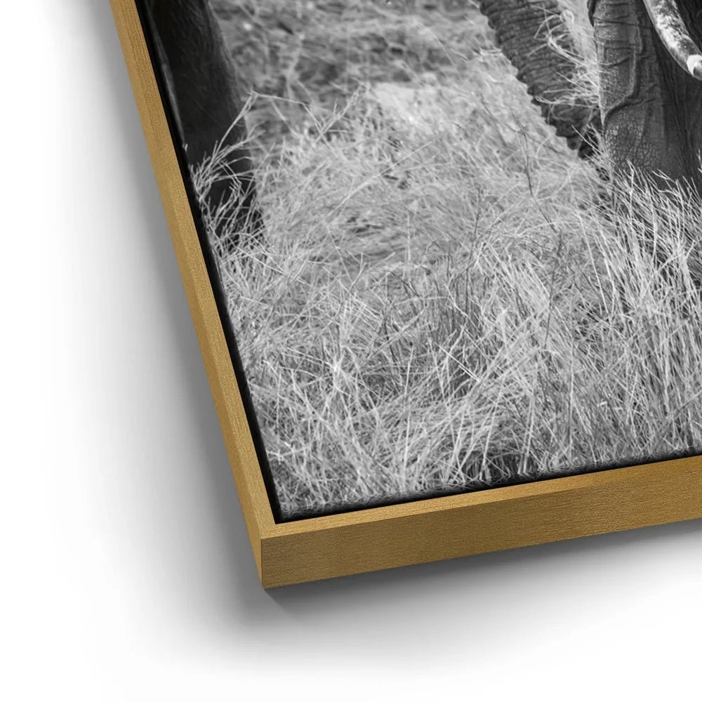 Featured image 12 for Trumpeter