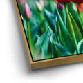 Thumbnail image 12 for Tulip Harmony