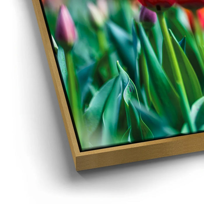 Featured image 12 for Tulip Harmony