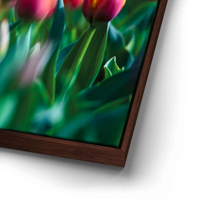 Featured image 14 for Tulip Harmony