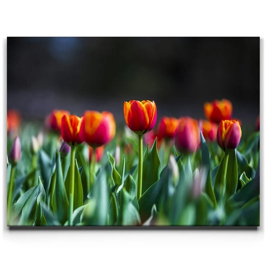 Tulip Harmony