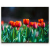 Featured image 1 for Tulip Harmony