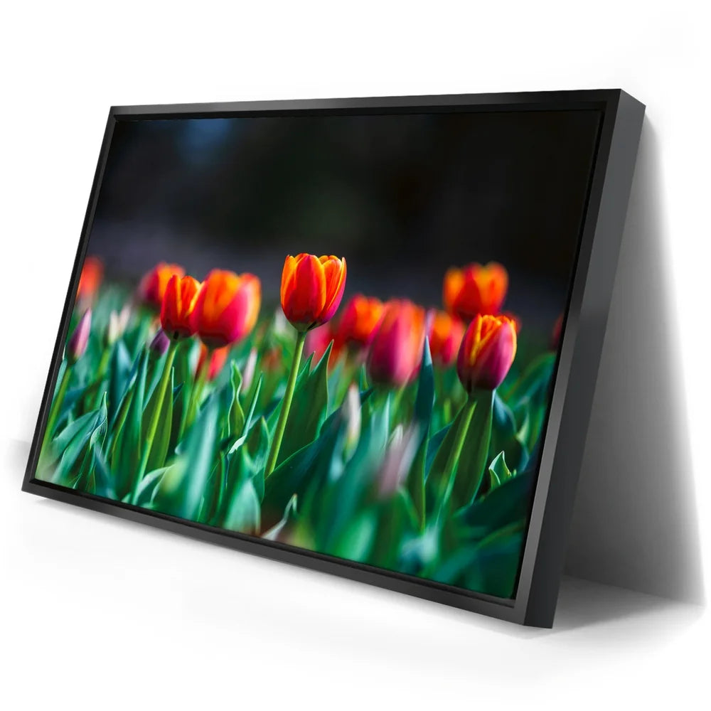 Featured image 2 for Tulip Harmony