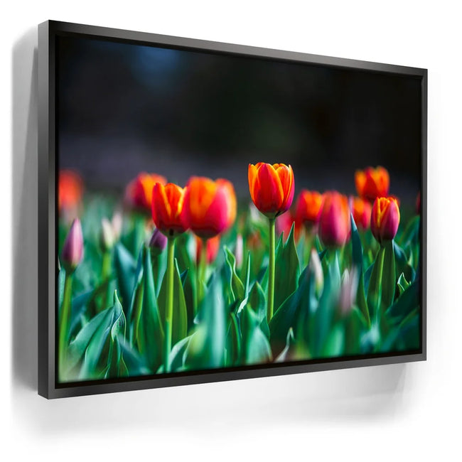 Featured image 5 for Tulip Harmony