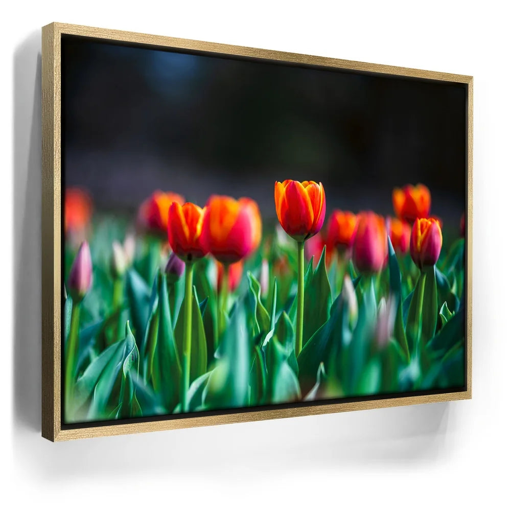Featured image 7 for Tulip Harmony