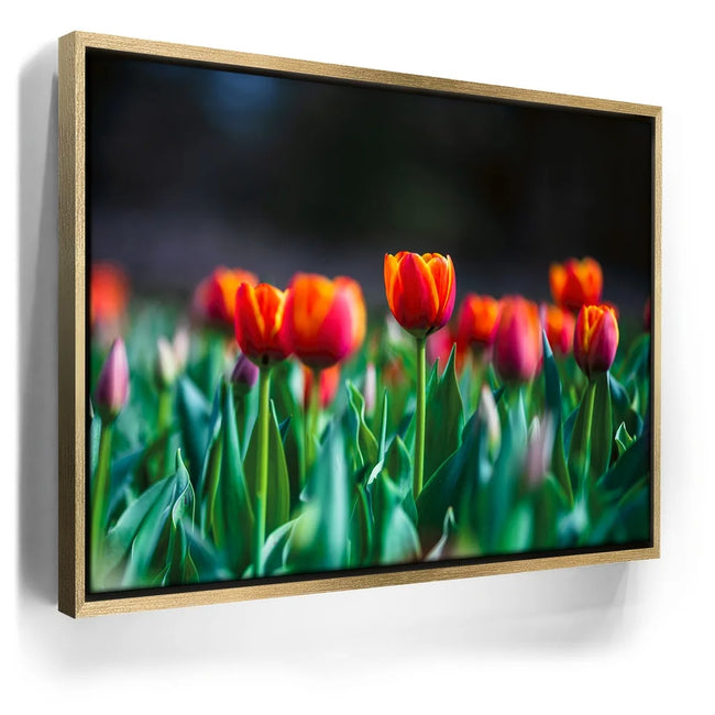 Featured image 7 for Tulip Harmony