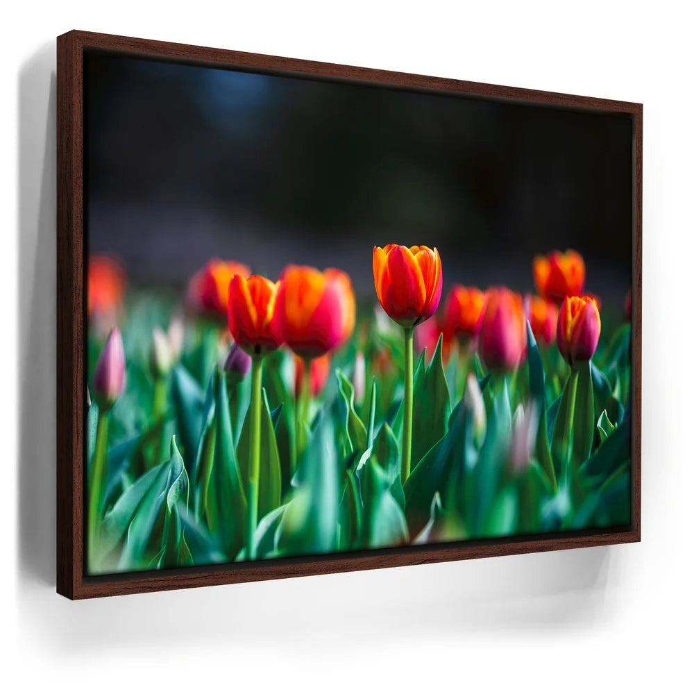 Featured image 10 for Tulip Harmony