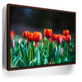 Featured image 10 for Tulip Harmony