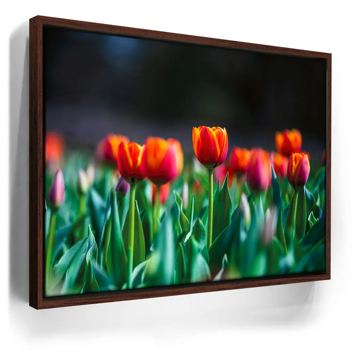 Featured image 10 for Tulip Harmony