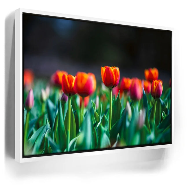 Featured image 6 for Tulip Harmony