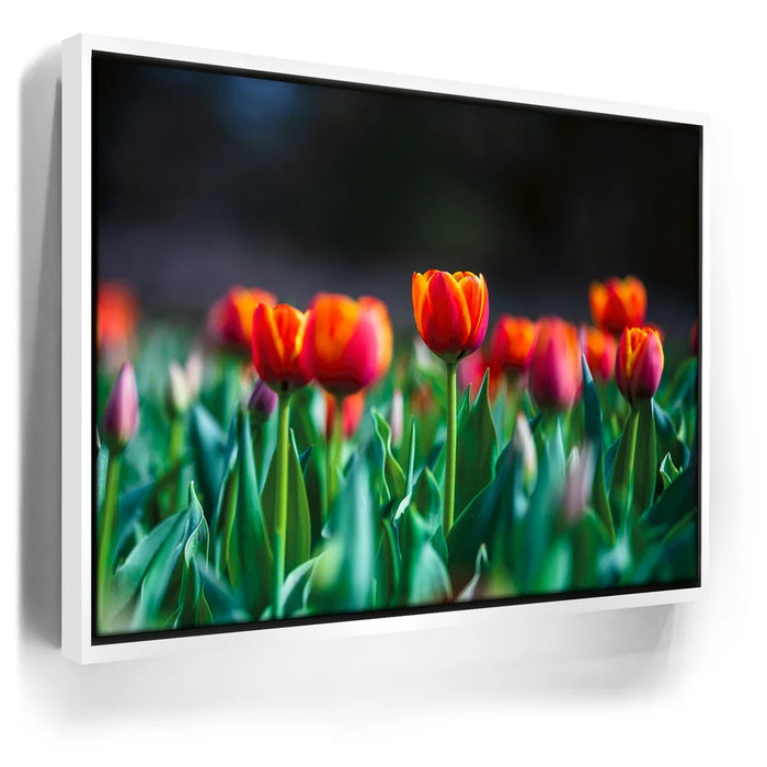 Featured image 6 for Tulip Harmony