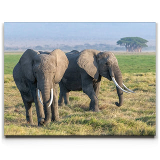 Tuskers of Kenya
