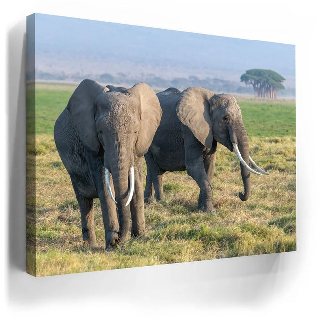 Featured image 3 for Tuskers of Kenya