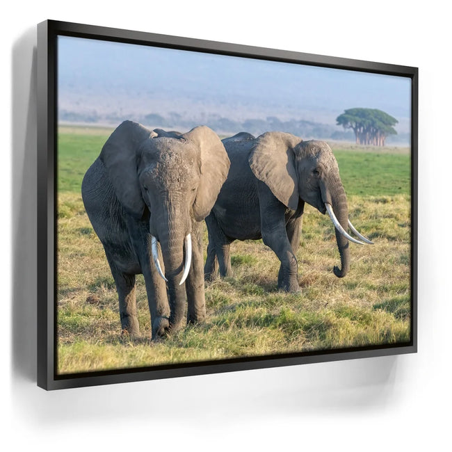 Featured image 6 for Tuskers of Kenya