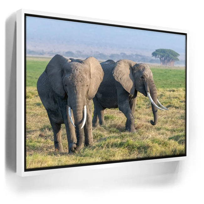 Featured image 7 for Tuskers of Kenya