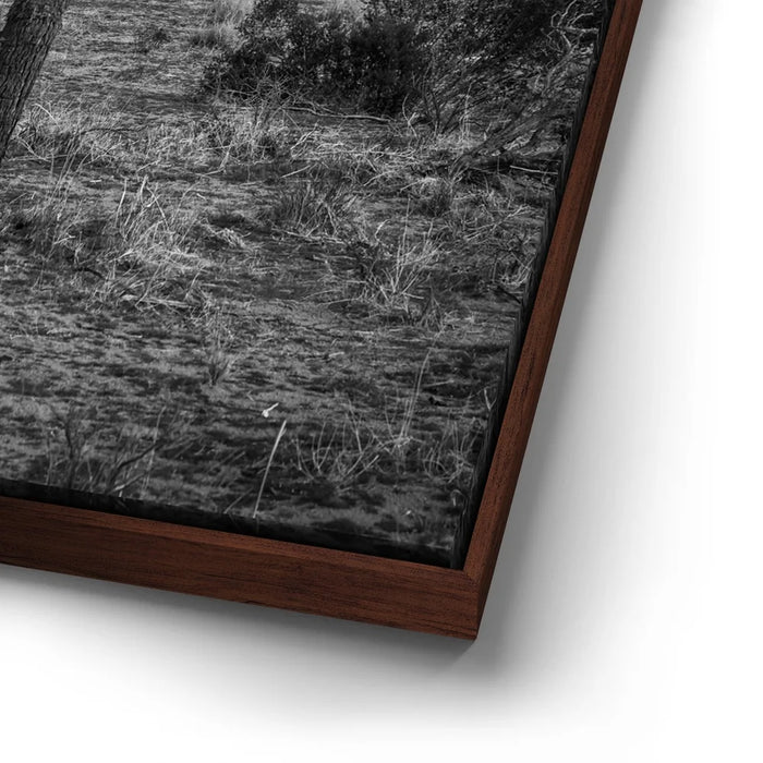 Featured image 14 for Twist and Shout, Joshua Tree