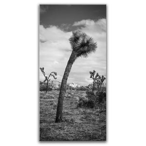 Twist and Shout, Joshua Tree