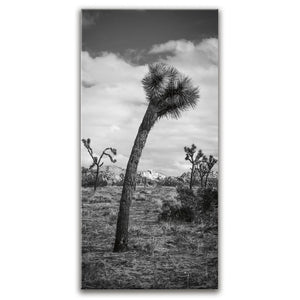 Twist and Shout, Joshua Tree